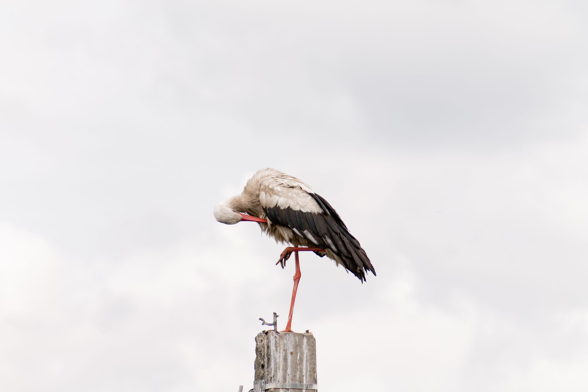 A white stork stands on one leg atop a wooden post against a cloudy sky, displaying its elegance.